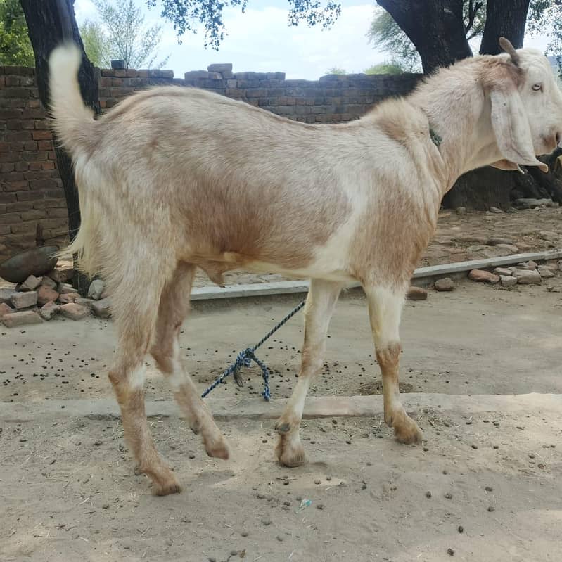 bakra 1