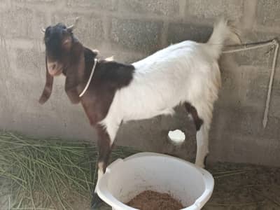 Bakra for Qurbani