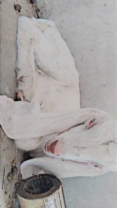 Rajanpuri Female Kid