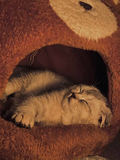 Male scottishfold