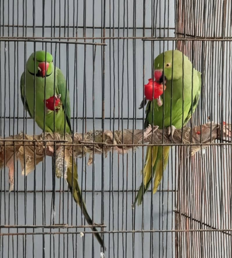 Parrot 0
