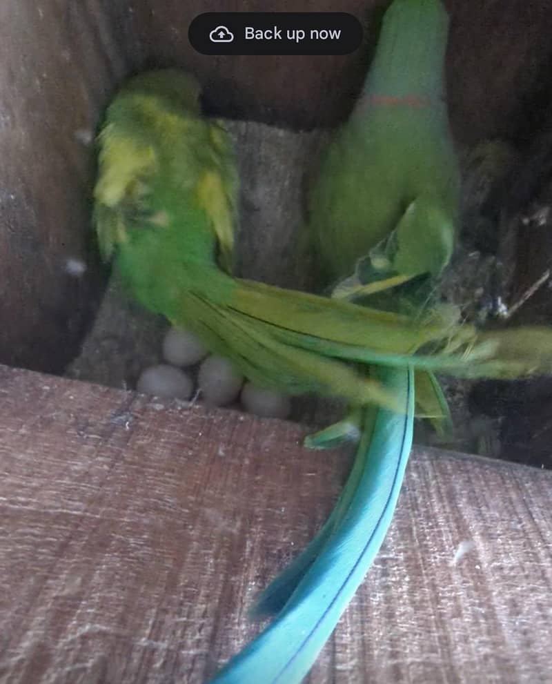 Parrot 1