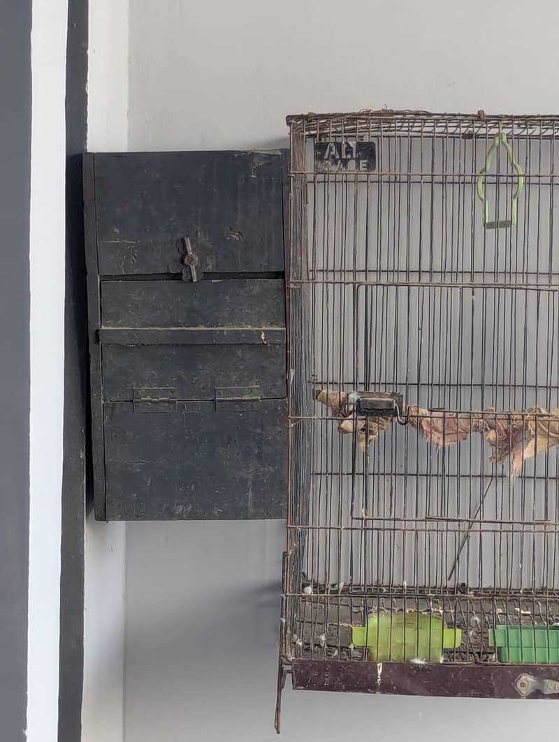 Parrot 2