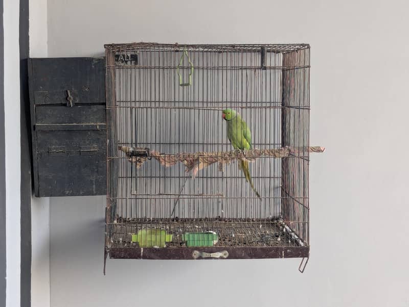 Parrot 3