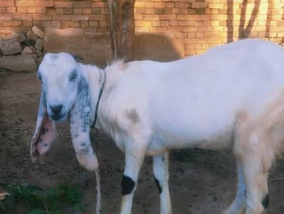Bakra fix 1.5 Saal for qurbani