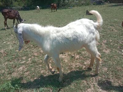 bakray dondy for sale