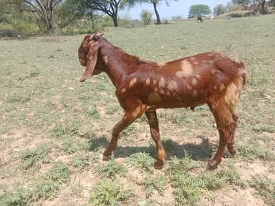 bakray dondy for sale