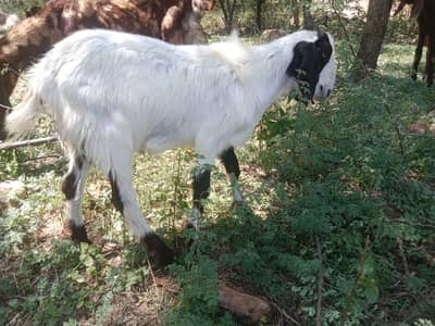 bakra donds for sale