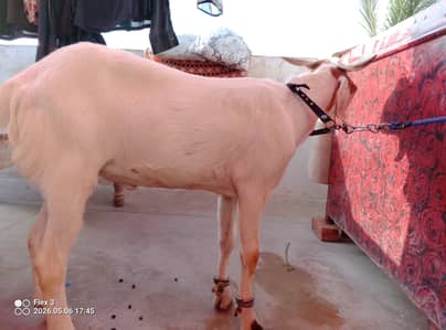 2 dant khassi Bakra ha qurbani ka