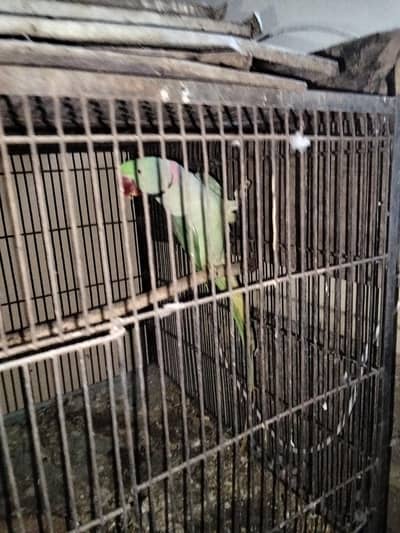 Kashmiri Pahari parrot for sale