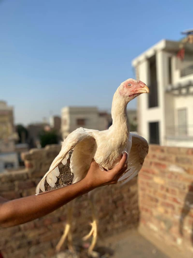 phatta phatti 3