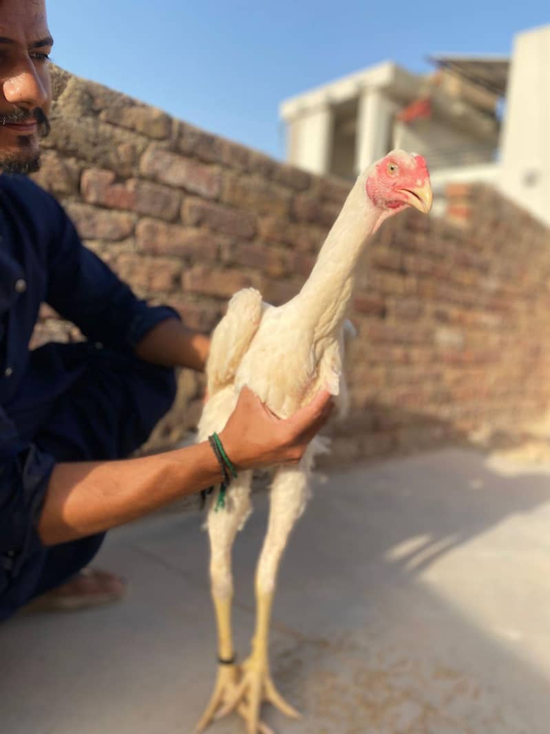 phatta phatti 4