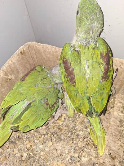 Raw/yellow ringneck/sun conure/pine apple