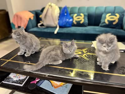 Persion tripple coated kitten