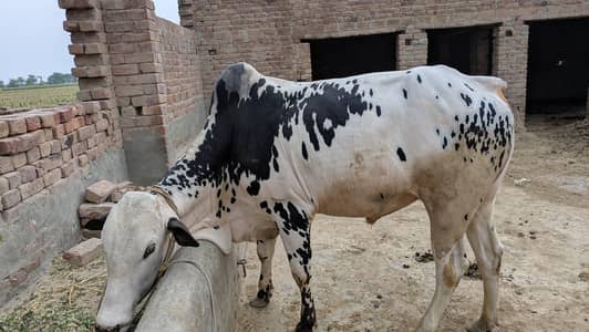 bull tanni ka