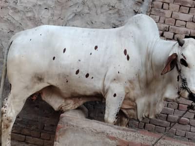 qarbani ka bachara