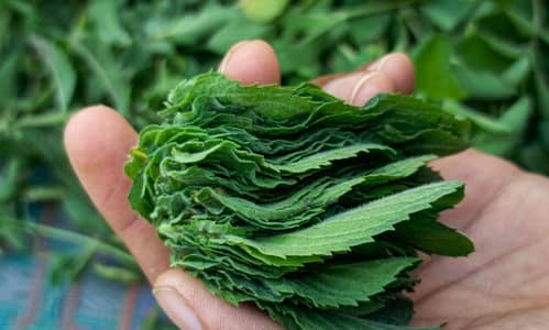 Fresh Organic Podina (Mint) – Per Kg / Fresh Leaves