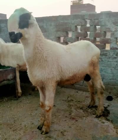Qurbani