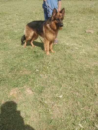 German shepherd long coat pink pedigree male