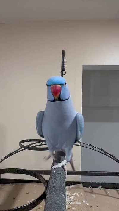 Male bird For sale