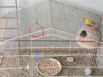 lutino and albino bonded pair