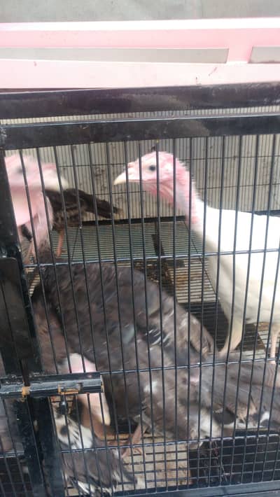 Turkey pair for sale