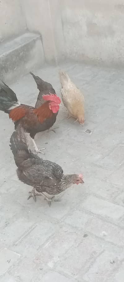 (urgent sale )1 male 3 female