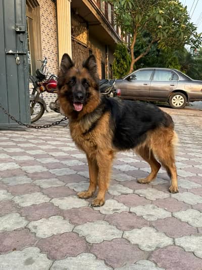 German shepherd female ( double coat)