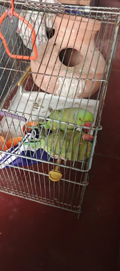 Talking pair for sale