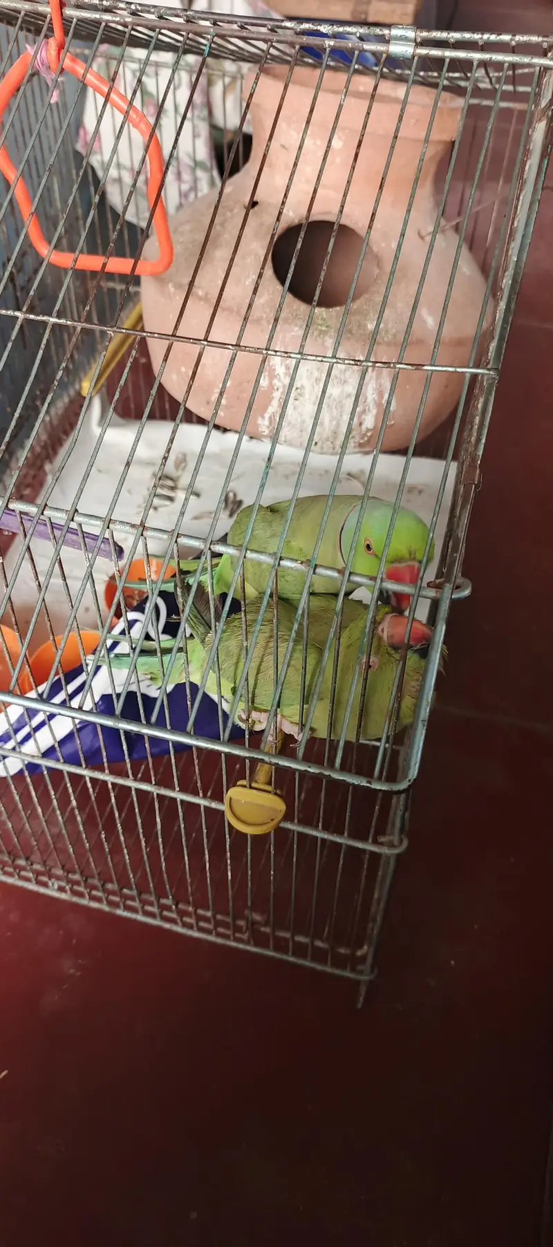 Talking pair for sale