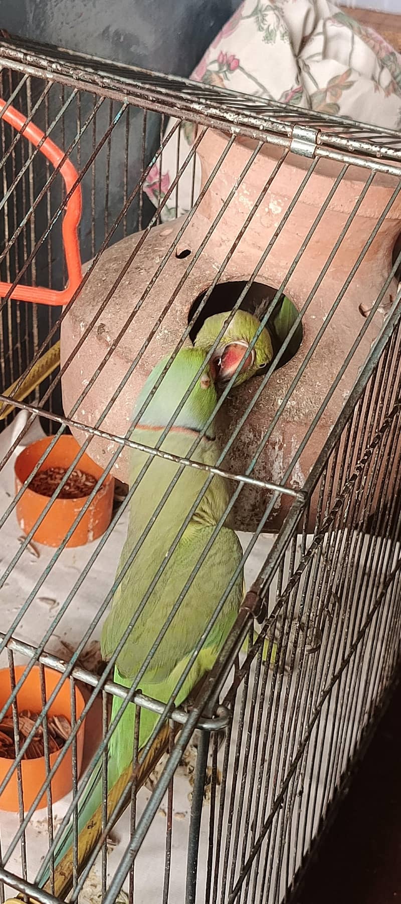 Green ring neck parrot 2