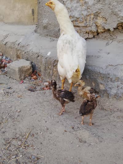 Aseel murgi with3  chickes