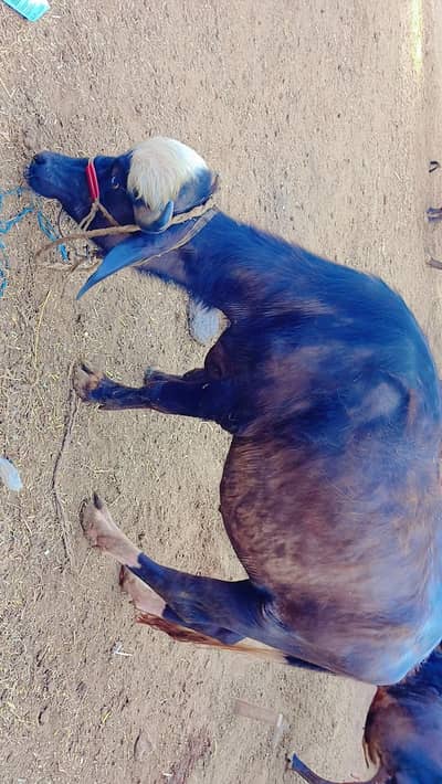 Katta for Sale