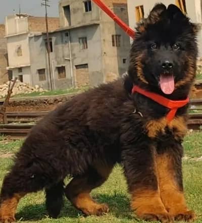 German Shepherd 03267102541