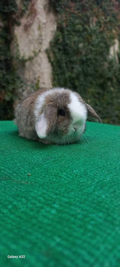 Holland lop bunnies