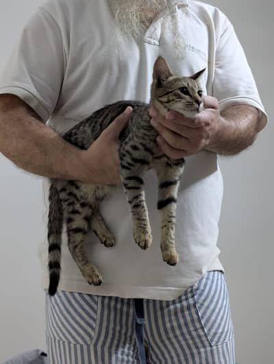 lovable cute kitten.