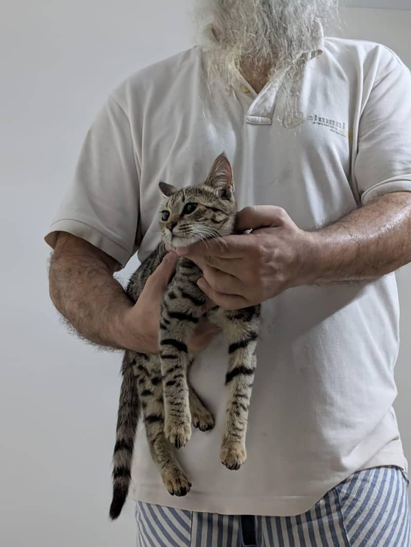 lovable cute kitten. 1