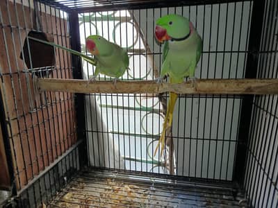 Breeder Handtame Talking Kashmiri Parrot Pair Contact 03362838259
