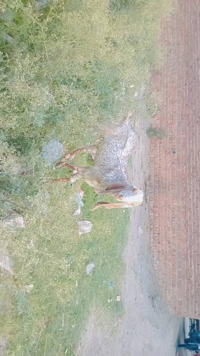 Bakra for qurabi Donda wazan 35 to 40 kg