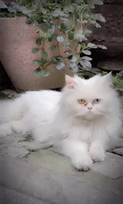 Persion cat female