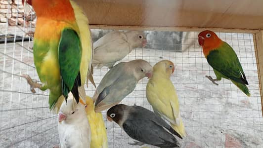 love birds