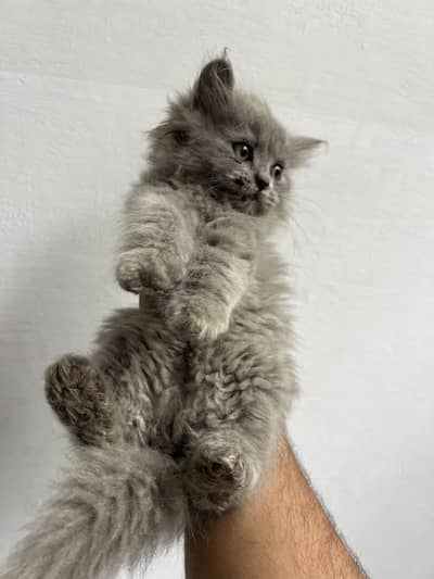 3 Persian Kitten