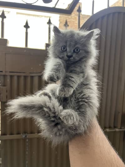 3 Persian Kitten