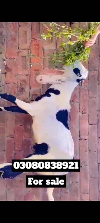 bakra for qurbani -premiuim quality