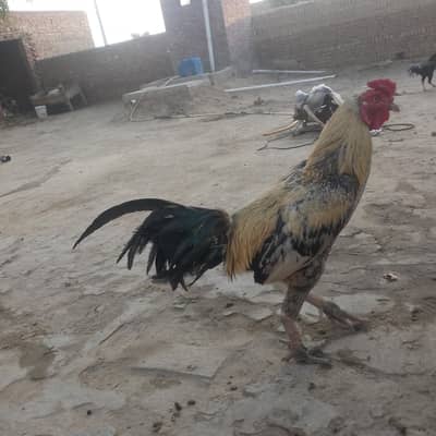 Wats app 03491802485