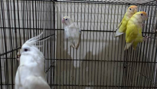 Love Birds