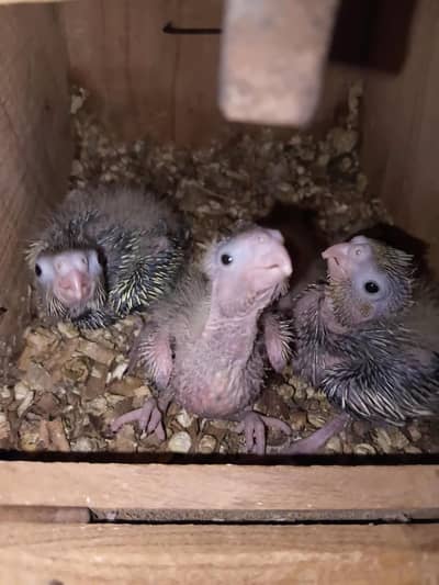 Cocktails Chicks For hand tame