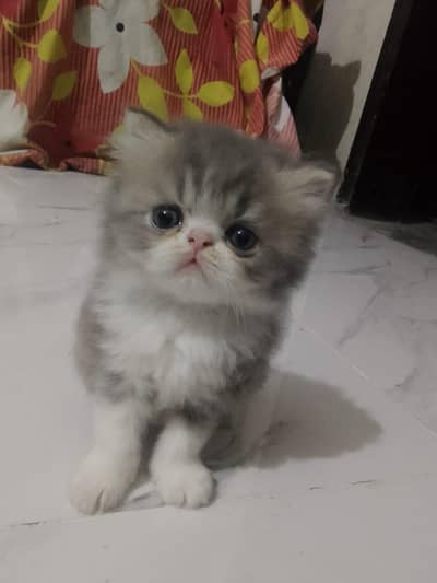 kitten for sale