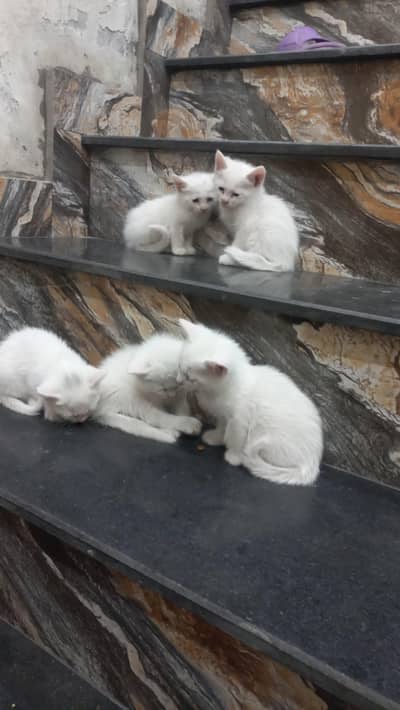 baby cat