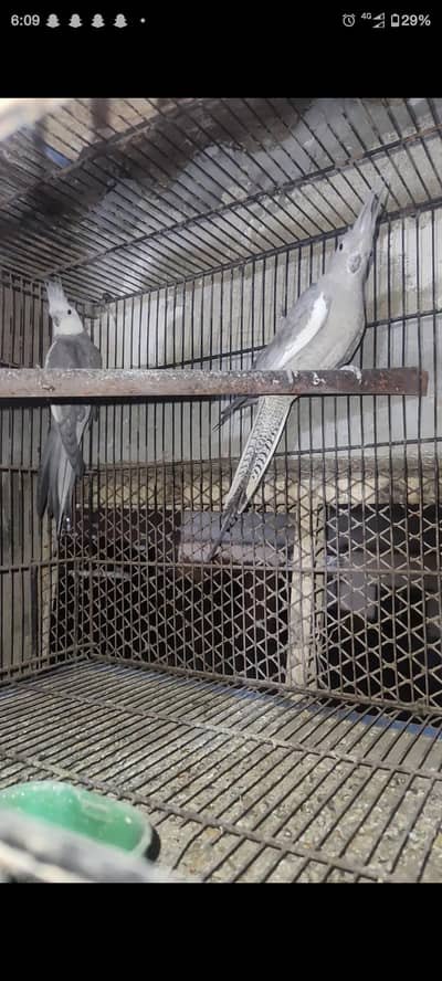 Charcoal Cockatiel Pair for Sale